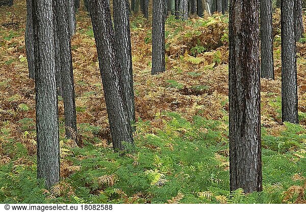 Scots pine (Pinus sylvestris)  scots pine  Scots pine  White pine  Whitebark pine  Scots pine and bracken in coniferous forest