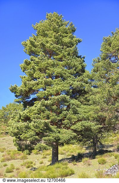 Scots pine (Pinus sylvestris). Sierra de la Demanda  La Rioja  Spain.