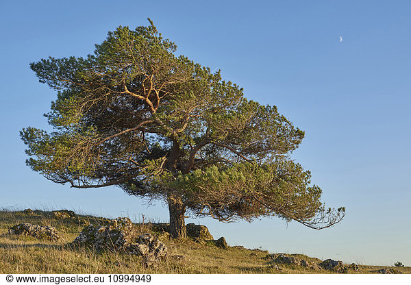 Scots pine tree (Pinus sylvestris) on hill in autumn,  Upper Palatinate,  Bavaria,  Germany