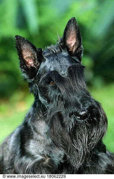 Scottish Terrier  brindle/gestromt (Saeugetiere) (mammals) (animals) (Haushund) (domestic dog) (Haustier) (Heimtier) (pet) (außen) (outdoor) (Porträt) (portrait) (adult)