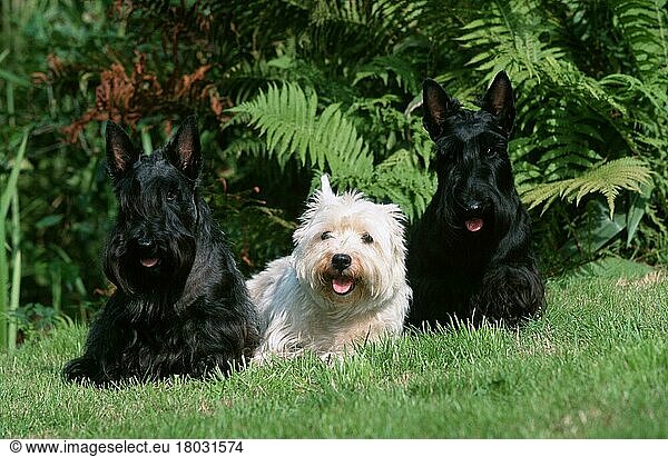 Scottish Terrier und West Highland White Terrier  Westie