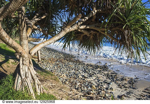 Screw Pine,  Pandanus tectorius,  on Wategos Beach,  Byron bay,  New South Wales,  Australia.