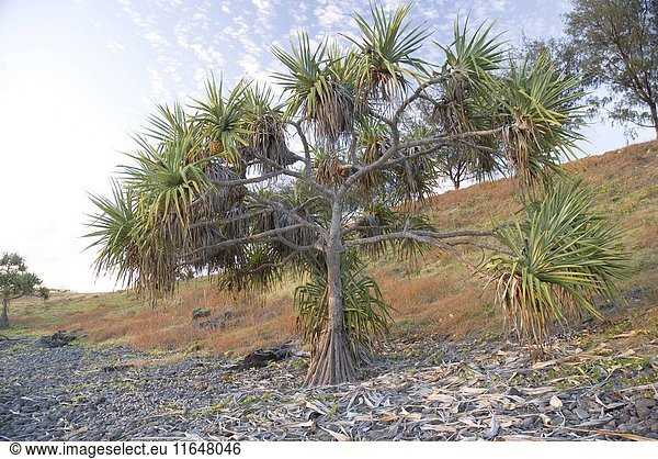 Screw pine  Pandanus tectorius  a hardy sand- and salt-tolerant plant  Woongarra Marine Park  Queensland  Australia. (Photo by: Auscape/UIG)