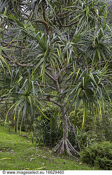 Screw Pine (Pandanus tectorius)  Hawaii.