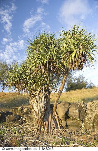 Screwpine Pandanus tectorius occurs from mid New South Wales coast north through Indonesia and islands of the Pacific Ocean growing on beaches or near mangroves The seeds are dispersed by ocean currents Woongarra Marine Park Queensland Australia. (Photo by: Auscape/UIG)