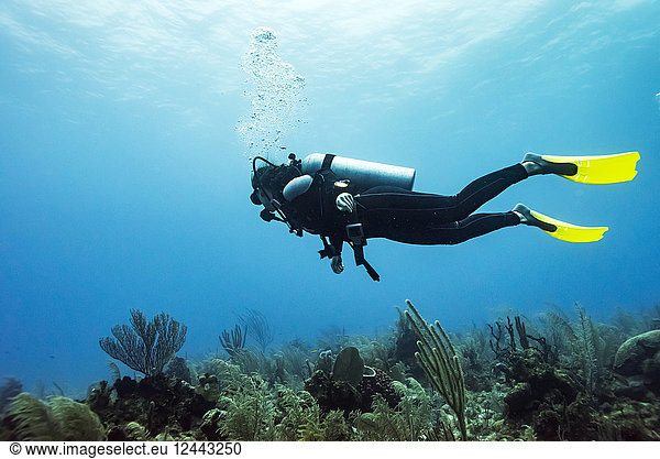 Scuba diver at Joe's Wall Dive Site  Belize Barrier Reef  Belize