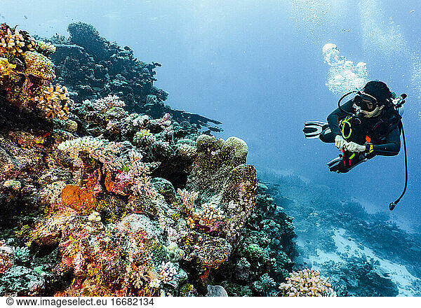 Scuba diver exploring coral at the Great Barrier Reef