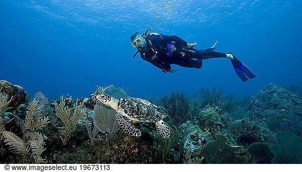 Scuba diver spots Hawksbill turtle (Eretmochelys imbricata)  Little Cayman  Cayman Islands.