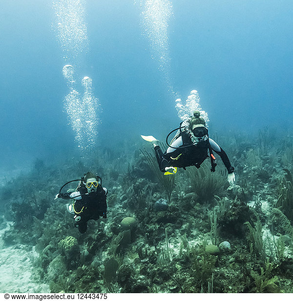 Scuba divers at Joe's Wall Dive Site  Belize Barrier Reef  Belize