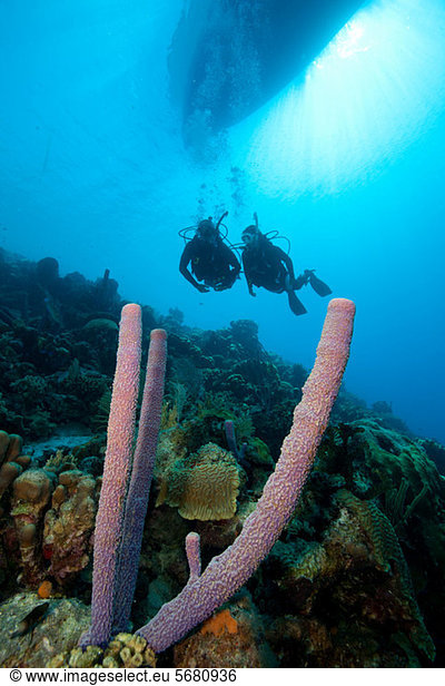 Scuba divers on a sloping wall