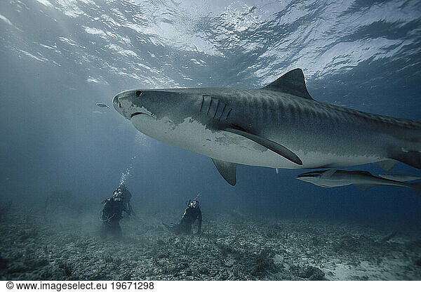 Scuba divers watching a tiger shark swim by underwater