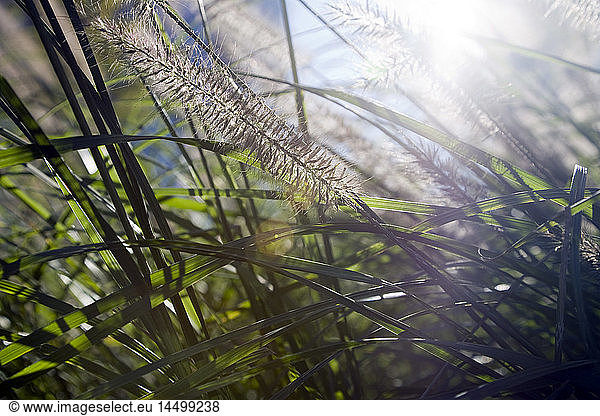 Sea Grass in Morning Light