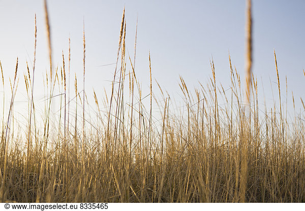 Sea grasses on Long Beach Peninsula  on the coast of Washington state.