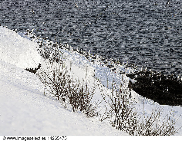Sea gulls  Breivikbton village  Soroya island  Norway  Europe
