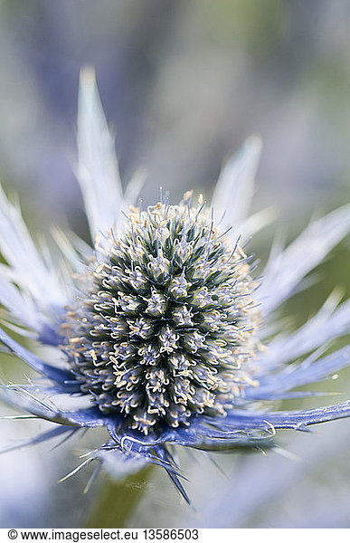 Sea holly Eryngium x zabelii Jos Eijking. Thistle-like flower head surrounded by spiny silvery blue bracts.