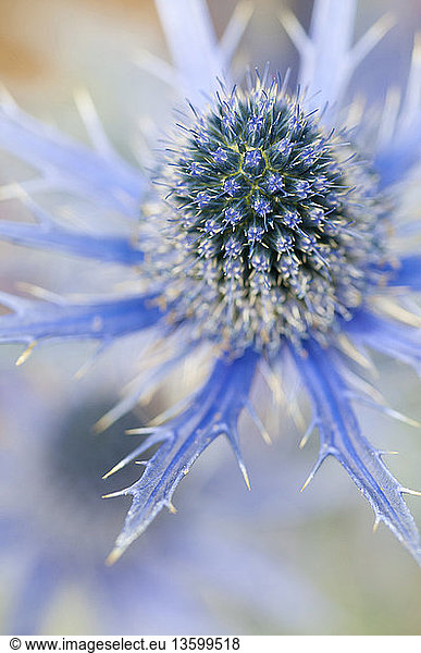 Sea holly  Eryngium zabelii Big Blue  Close view of thistle-like flower head surrounded by silvery blue bracts.