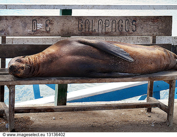 Sea lion resting on bench against sea