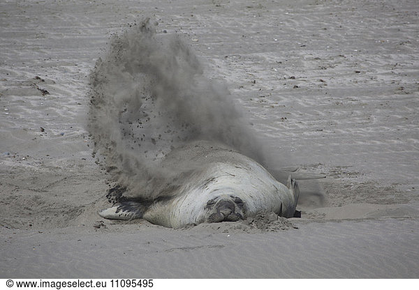 Sea lion rolling in sand on beach