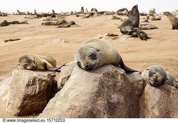 Sea lions colony on the beach  Cape Cross  Namibia.