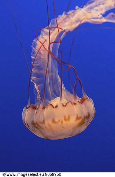 Sea nettle jellyfish  Chrysaora fuscescens scyphozoa  in a water tank  underwater  with long tentacles.