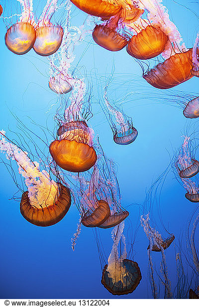 Sea Nettle Jellyfish in sea