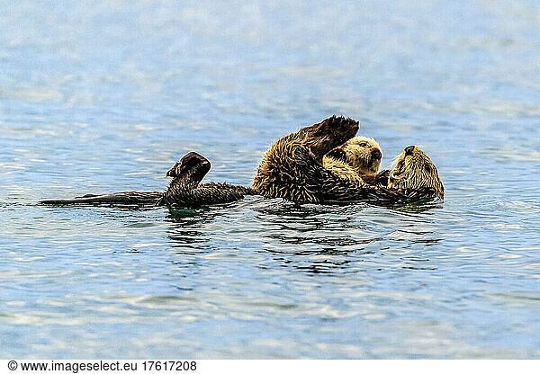 Sea otter  Enhydra lutris  mother and pup in Kachemak Bay.