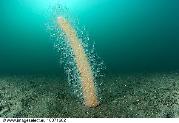 Sea pen (Veretillum cynomorium) on a mud bottom  in the Marine Protected Area of the Agathe Coast  Herault  Occitanie  France