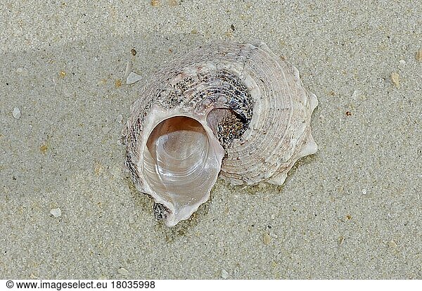 Sea snail (Angaria atrata)  snail shell  snail shells
