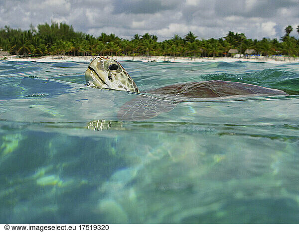 sea turtle in the sea poking its head