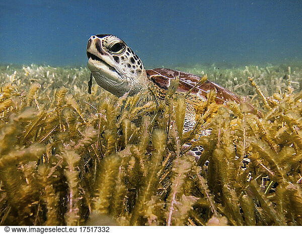 sea turtle on the bottom of the sea eating
