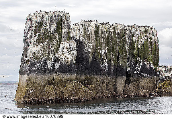 Seabirds on cliff  Farne. Farne Islands  England