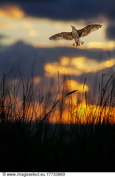 Seagull flying over beach grass at dusk