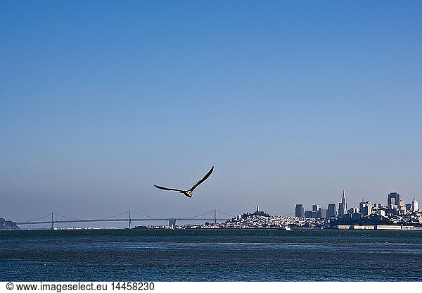 Seagull Flying Over San Francisco Bay