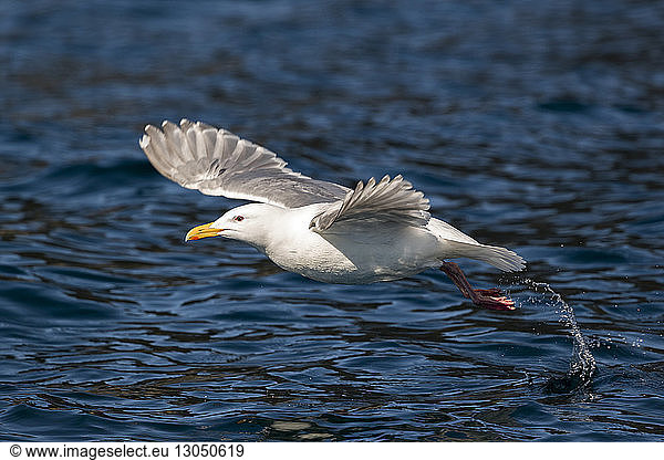 Seagull flying over sea at Kenai Fjords National Park