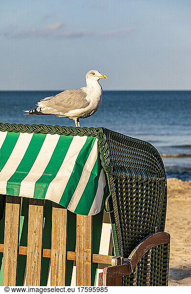 Seagull standing on top of hooded beach chair Seagull standing on top of hooded beach chair 