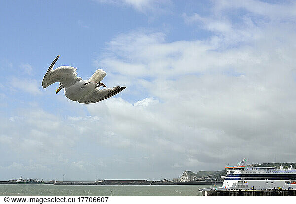 Seagull With Ferry On Background  Port Of Dover  Dover  Uk