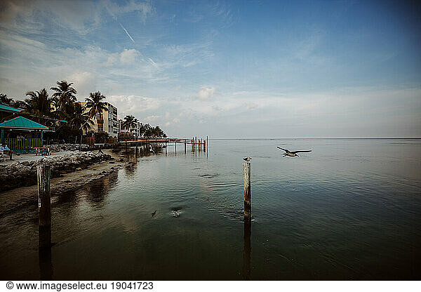 Seagulls fly over the calm waters of the bay in the Florida Keys