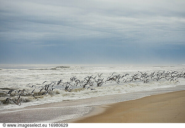 Seagulls flying towards the ocean