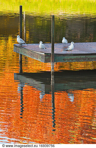 Seagulls on jetty in lake in park.