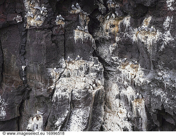 Seagulls perching along face of steep cliff  Iceland