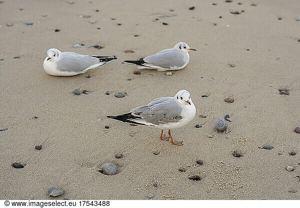 Seagulls perching on wet sand at beach