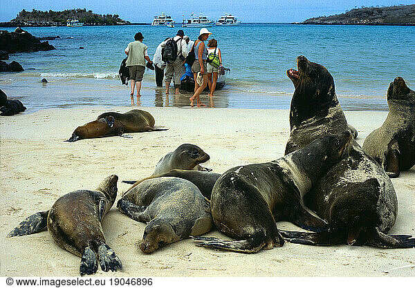 Sealions farewell to tourists