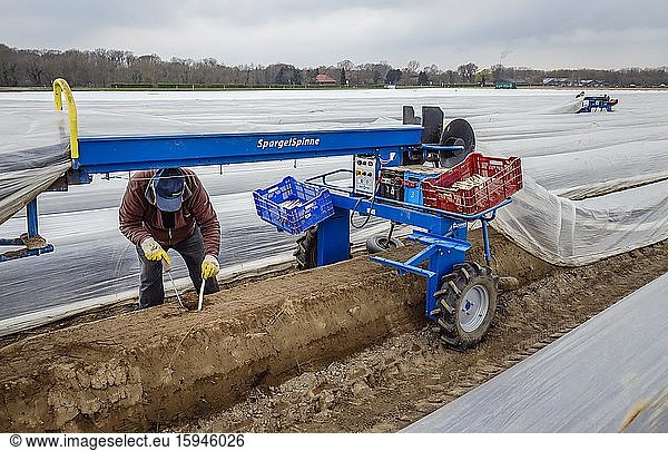 Seasonal workers working on an asparagus field while harvesting asparagus  Herten  Ruhr area  North Rhine-Westphalia  Germany  Europe