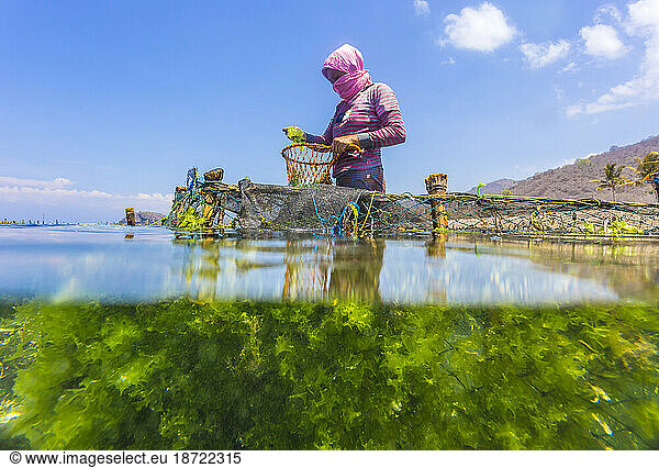 Seaweed farm. Sumbawa. Indonesia.