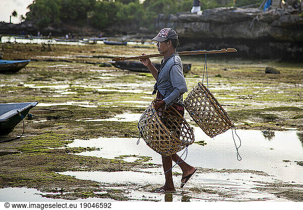 Seaweed farmer carrying baskets walks across beach