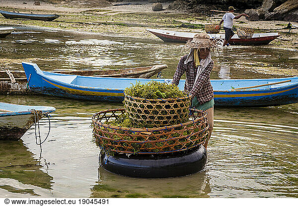 Seaweed farmer moving a large load of seaweed to shore