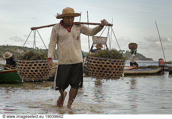 Seaweed Farmer using a yoke to carry baskets filled with seaweed