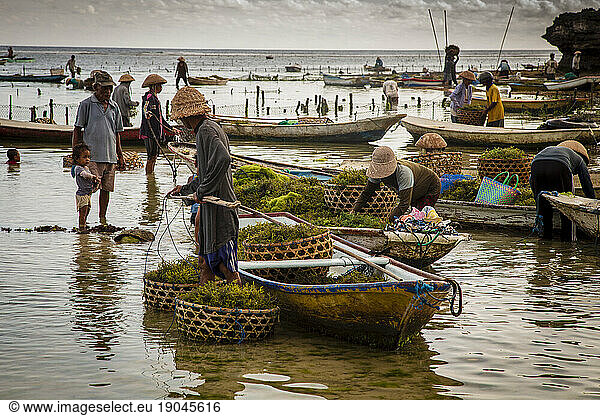 Seaweed Farmers harvesting seaweed in Nusa Lembongan