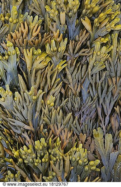 Seaweed  Great Britain