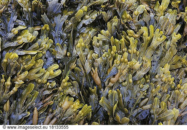 Seaweed  Great Britain
